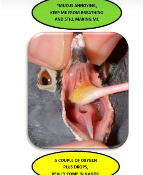 Respiratory Problems In Pigeons and nasal mucus
